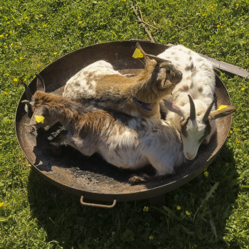 Some of our goats resting in the old fireplace.